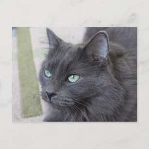 Carte postale de chat gris