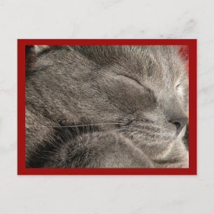 Carte postale de chat gris dormant