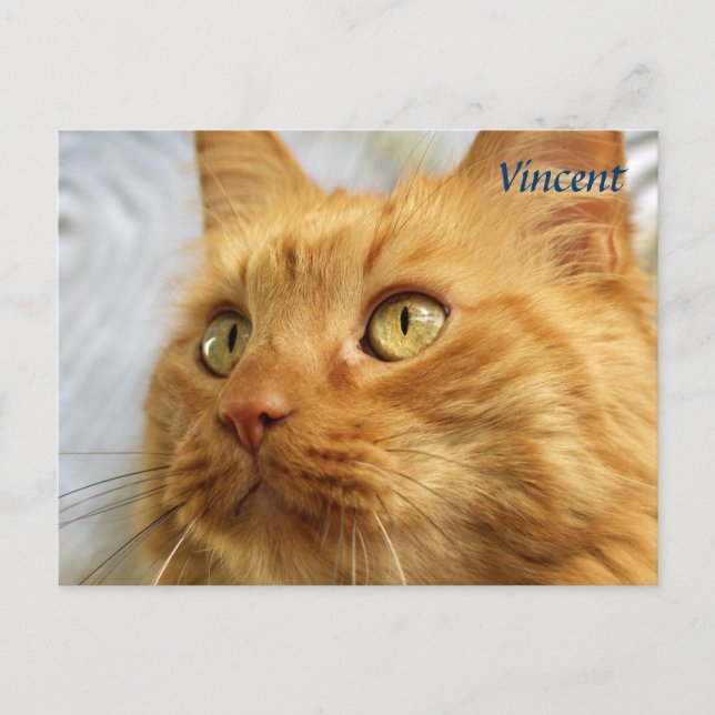 Carte postale de chat orange Maine Coon (Devant)