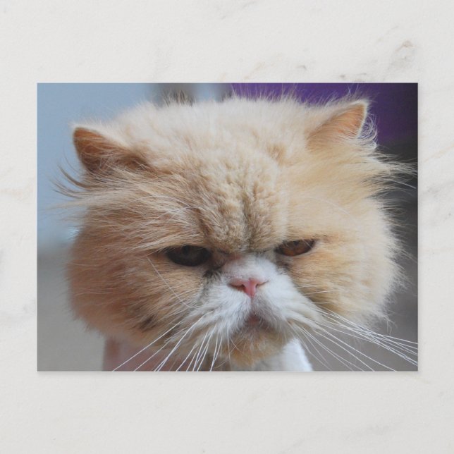 Carte postale de chat persan Purr-fect (Devant)