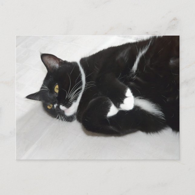 Carte postale de chat smoking paresseux (Devant)