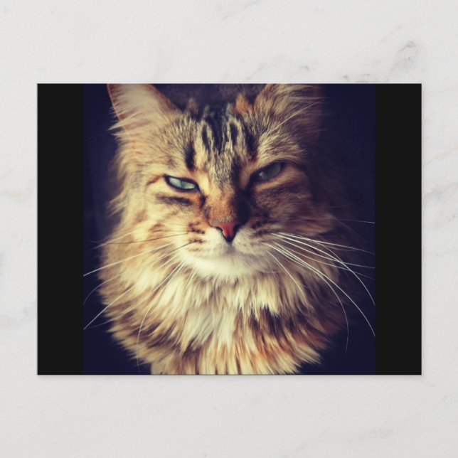 Carte postale de chat supérieure pour Postcross (Devant)