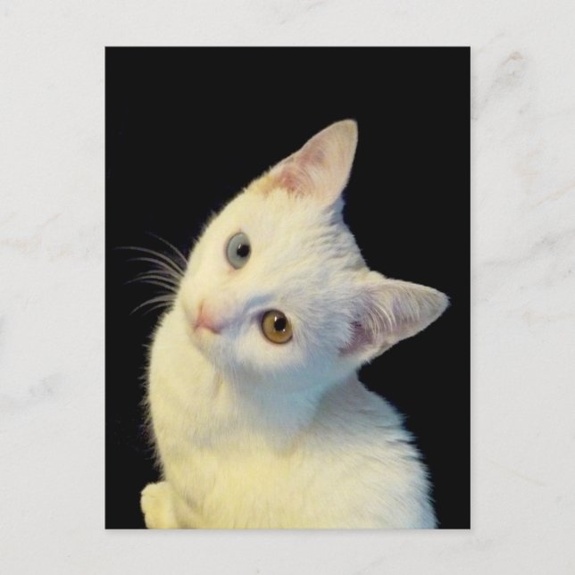 Carte postale de chaton blanc mignon Van Turc (Devant)