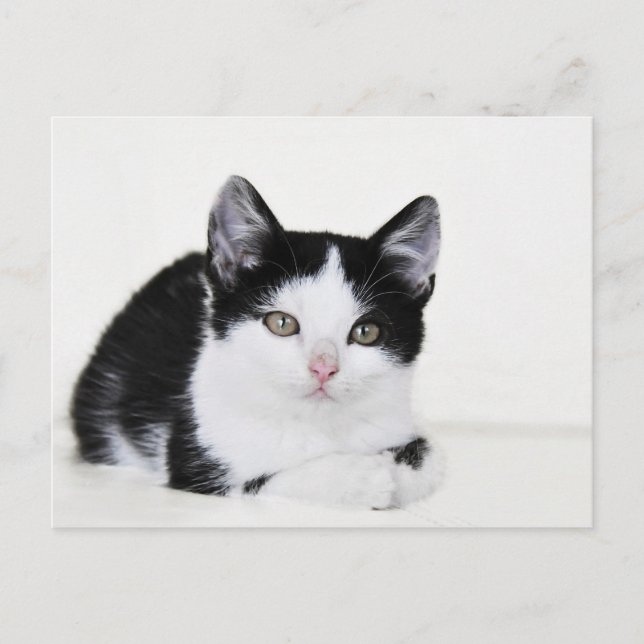 Carte postale de chaton pensif noir et blanc (Devant)