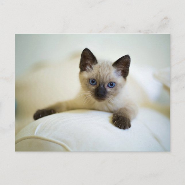 Carte postale de chaton siamois mignon (Devant)