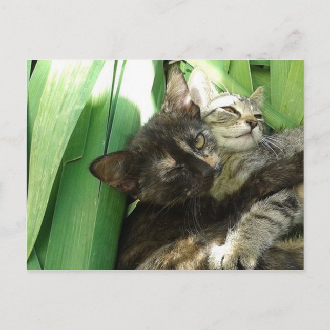 Carte postale de chatons mignons se câlinant (Devant)