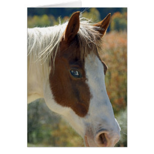 Carte postale de cheval