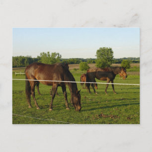 Carte postale de cheval