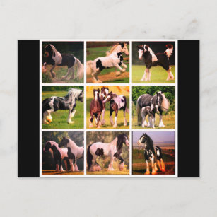 Carte postale de cheval