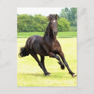 Carte postale de cheval à galop