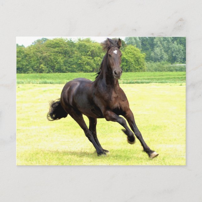 Carte postale de cheval à galop (Devant)