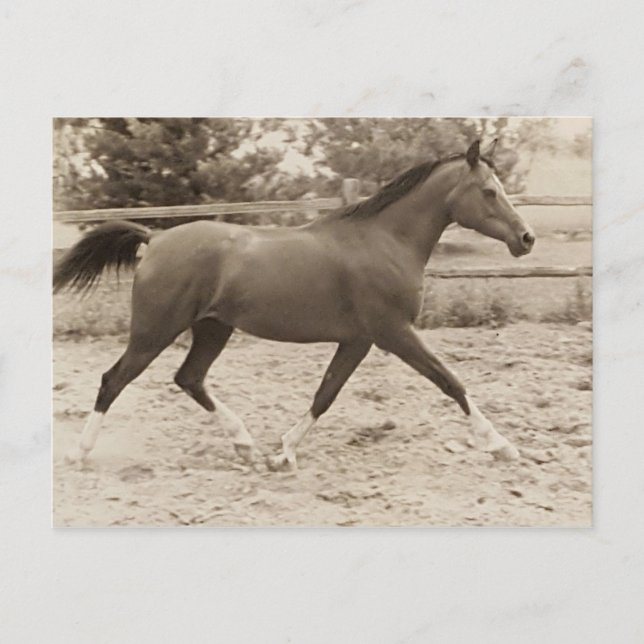 Carte postale de cheval arabe (Devant)
