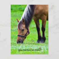Carte postale de cheval de Fjord norvégien