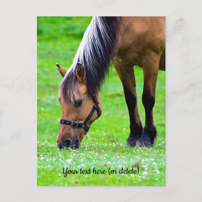 Carte postale de cheval de Fjord norvégien (Devant)