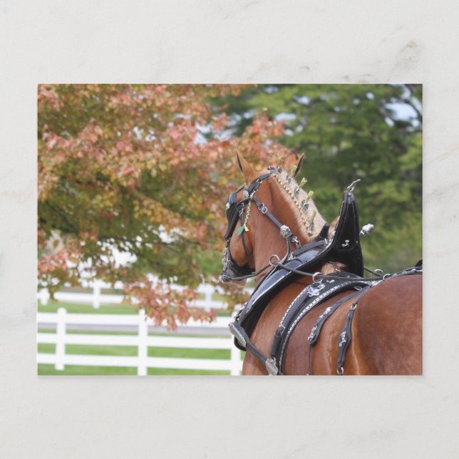 Carte postale de cheval de trait belge attelé (Devant)