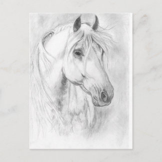 Carte postale de cheval gris