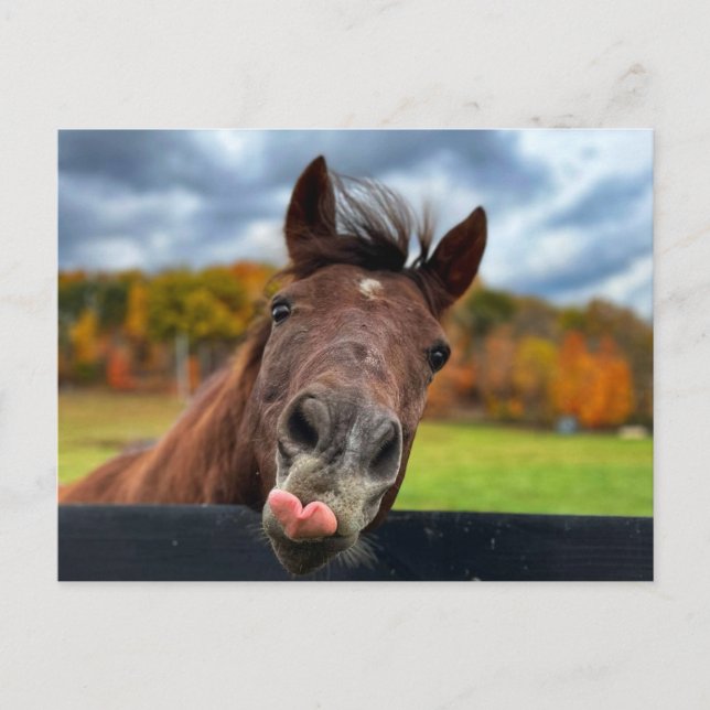 Carte postale de cheval mignon (Devant)