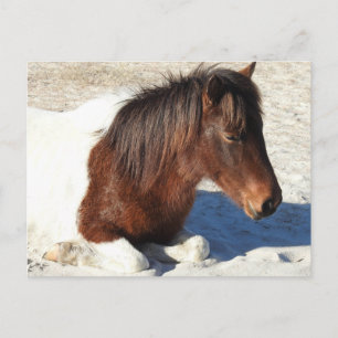 Carte postale de cheval sauvage, carte postale de 