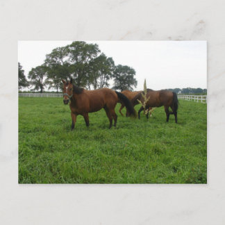 Carte postale de chevaux