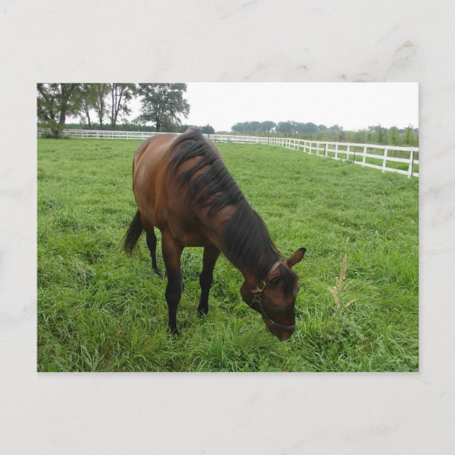 Carte postale de chevaux (Devant)