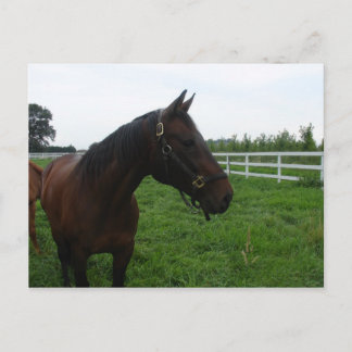 Carte postale de chevaux