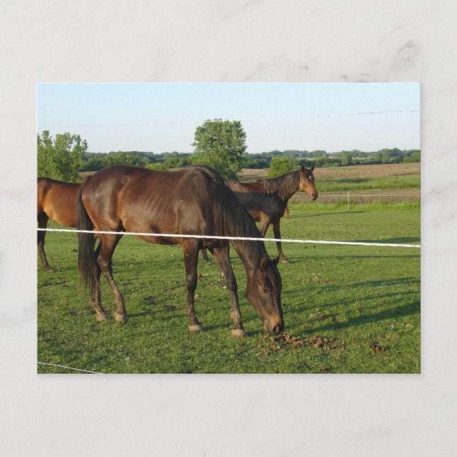 Carte postale de chevaux (Devant)