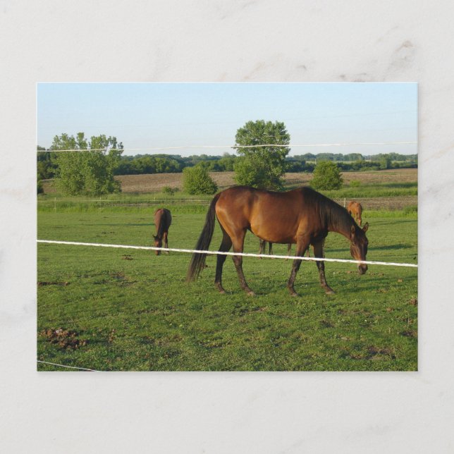 Carte postale de chevaux (Devant)