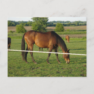 Carte postale de chevaux
