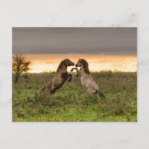 Carte postale de chevaux sauvages