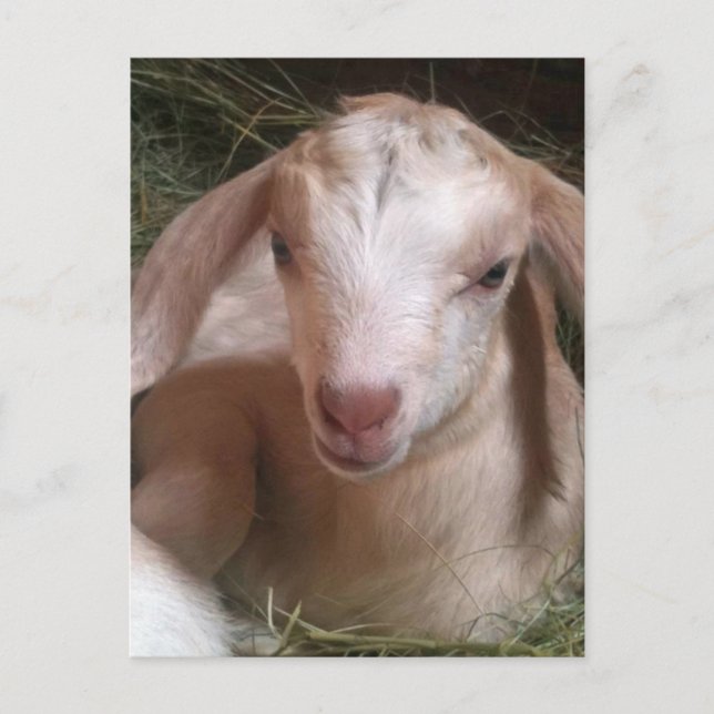 Carte postale de chèvre (Devant)