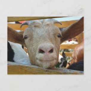 Carte postale de chèvre bonjour