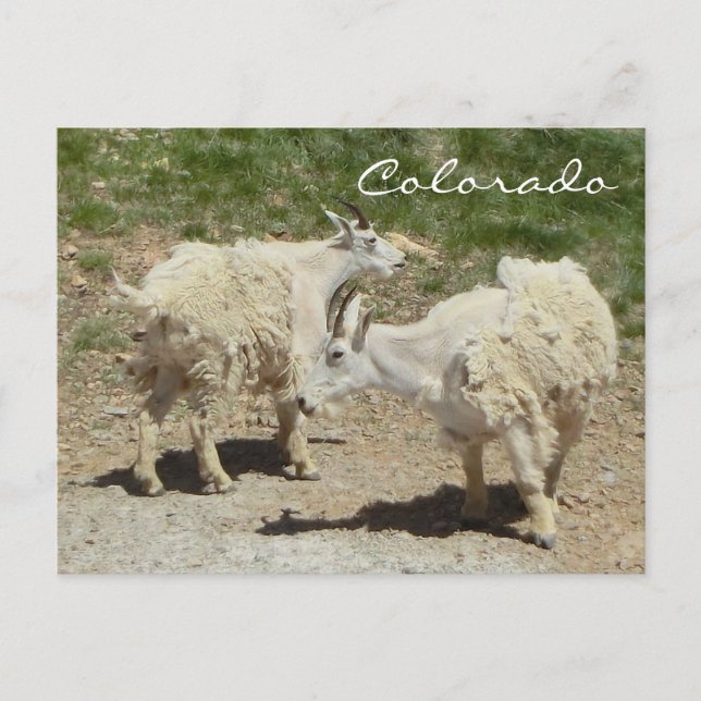 Carte postale de chèvre du Colorado (Devant)