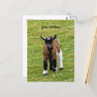 Carte postale de chevreau chèvre naine