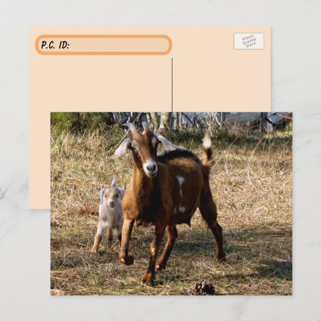 Carte postale de chèvres adorables (Devant / Derrière)