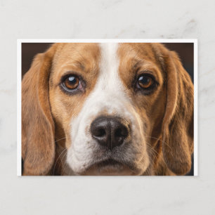 carte postale de chien Beagle adorable