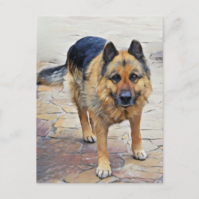 Carte postale de chien berger allemand (Devant)