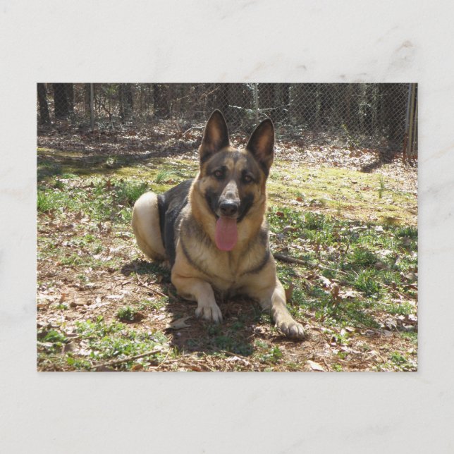 Carte postale de chien berger allemand (Devant)