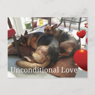 Carte postale de chien berger allemand