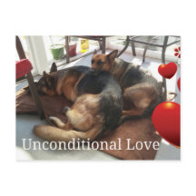 Carte postale de chien berger allemand