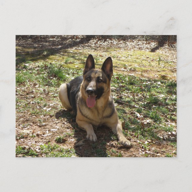 Carte postale de chien berger allemand (Devant)