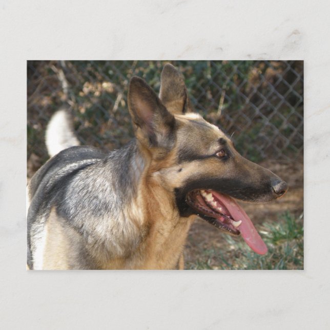 Carte postale de chien berger allemand (Devant)