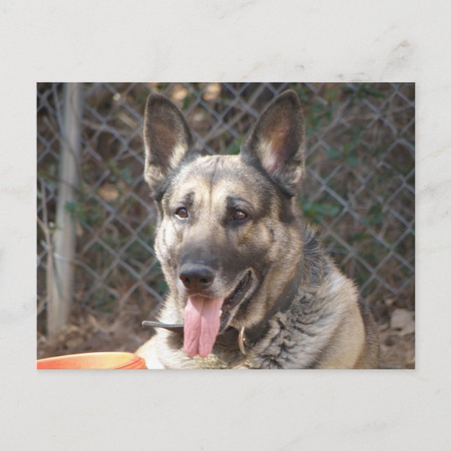 Carte postale de chien berger allemand (Devant)