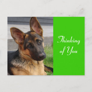 Carte postale de chien chiot berger allemand "Pens