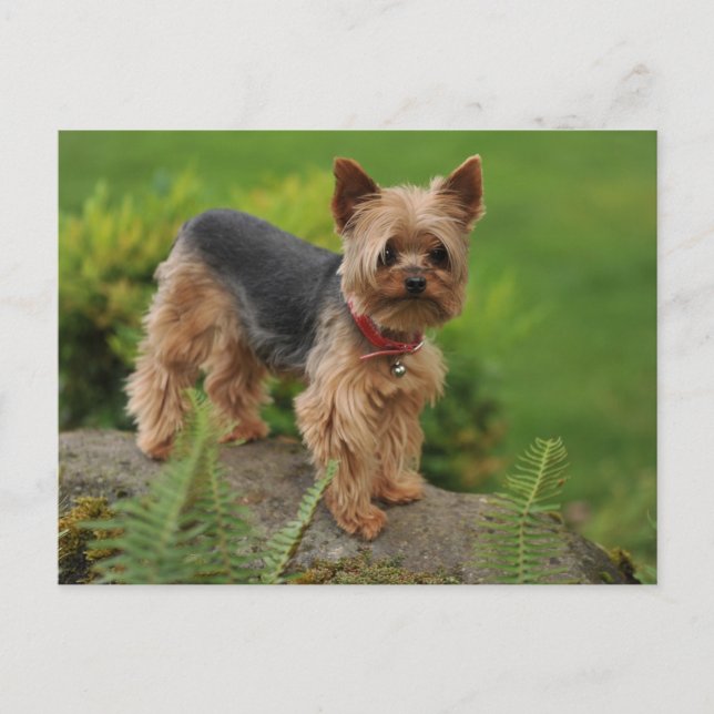 Carte postale de chien chiot Yorkshire Terrier (Devant)