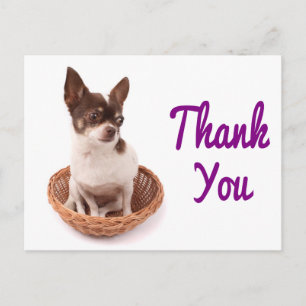 Carte postale de chien chiwawa de remerciement
