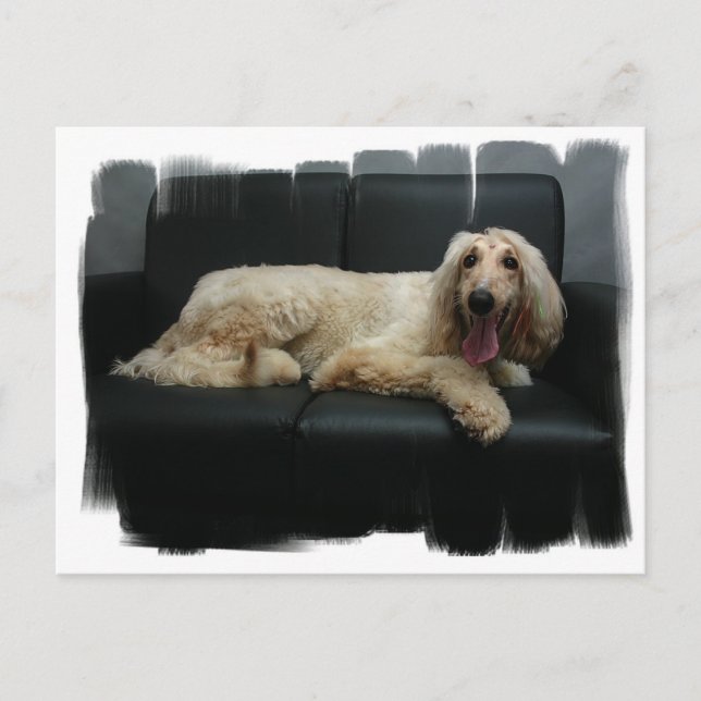 Carte postale de chien de chien d'origine afghane (Devant)