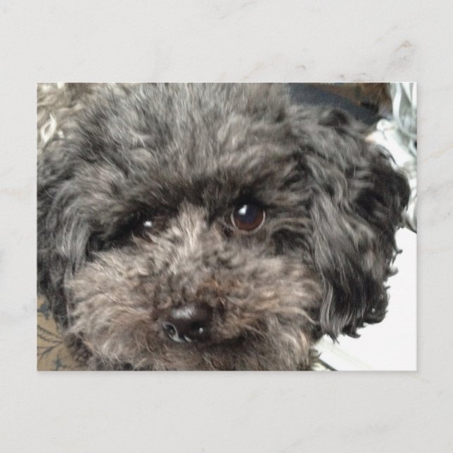 Carte postale de chien de famille (Devant)