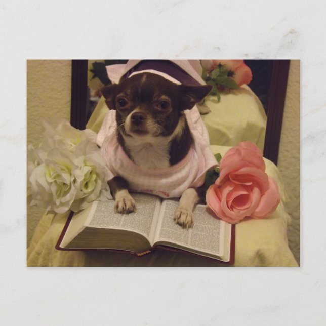 Carte postale de chien de lecture biblique quotidi (Devant)