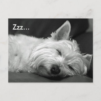 Carte postale de chien de mignonne Westie (West Hi