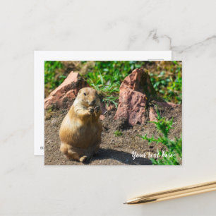 Carte postale de chien de prairie à queue noire